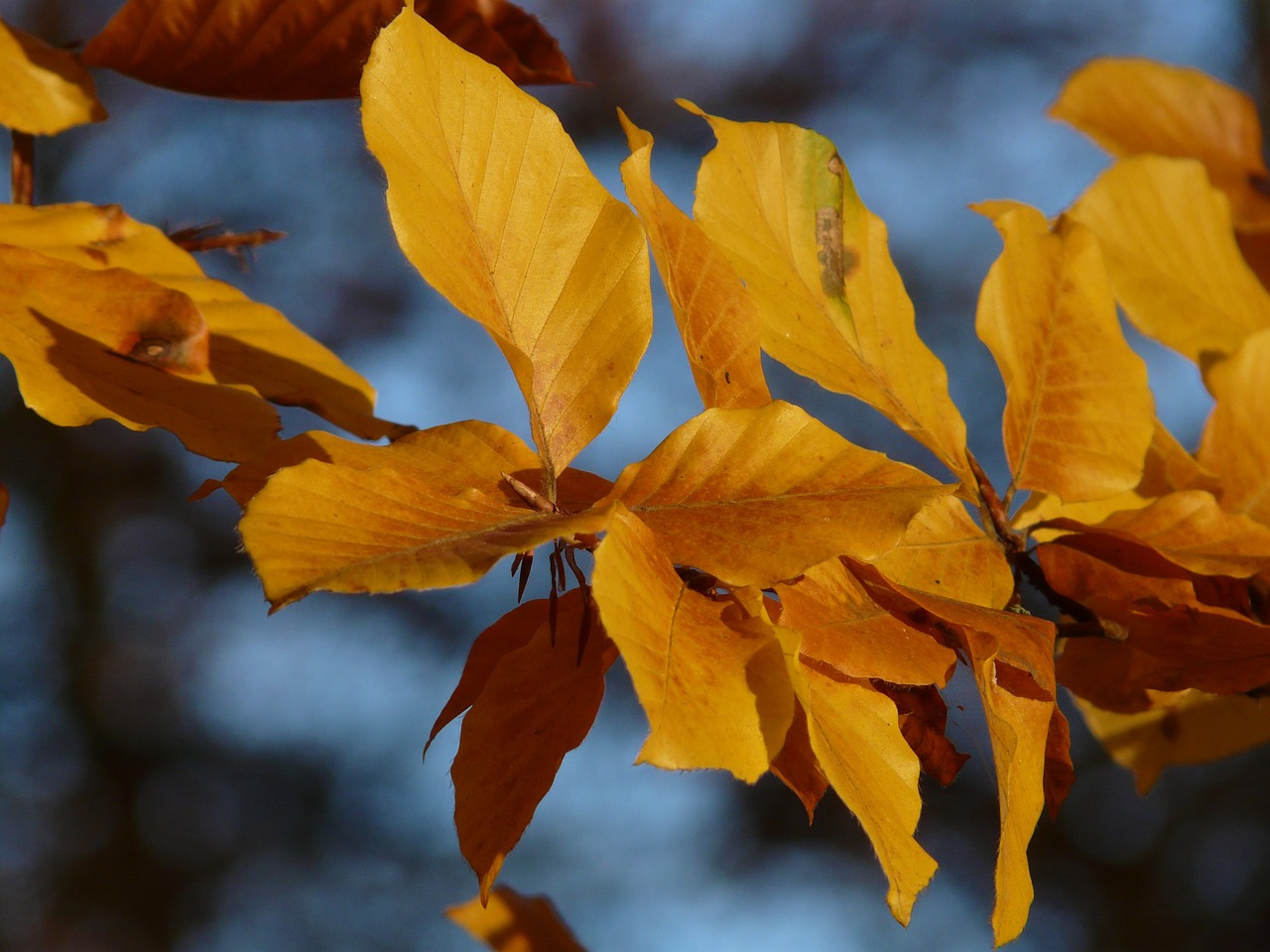 Bukas, Fagus Sylvatica, Fagus, Lapuočių Medis, Aukso Ruduo, Auksinis Spalio Mėn ., Ruduo, Spalio Mėn, Miškas, Lapai