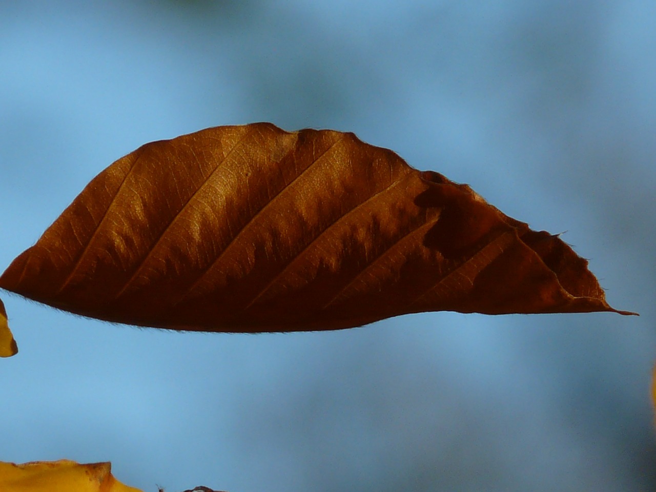 Bukas, Fagus Sylvatica, Fagus, Lapuočių Medis, Aukso Ruduo, Auksinis Spalio Mėn ., Ruduo, Spalio Mėn, Miškas, Lapai