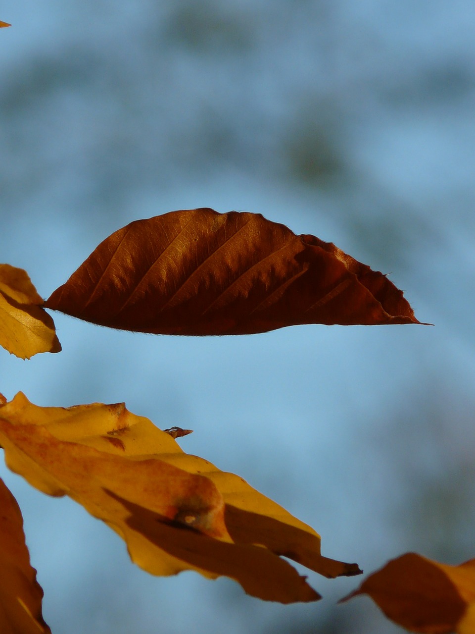 Bukas, Fagus Sylvatica, Fagus, Lapuočių Medis, Aukso Ruduo, Auksinis Spalio Mėn ., Ruduo, Spalio Mėn, Miškas, Lapai