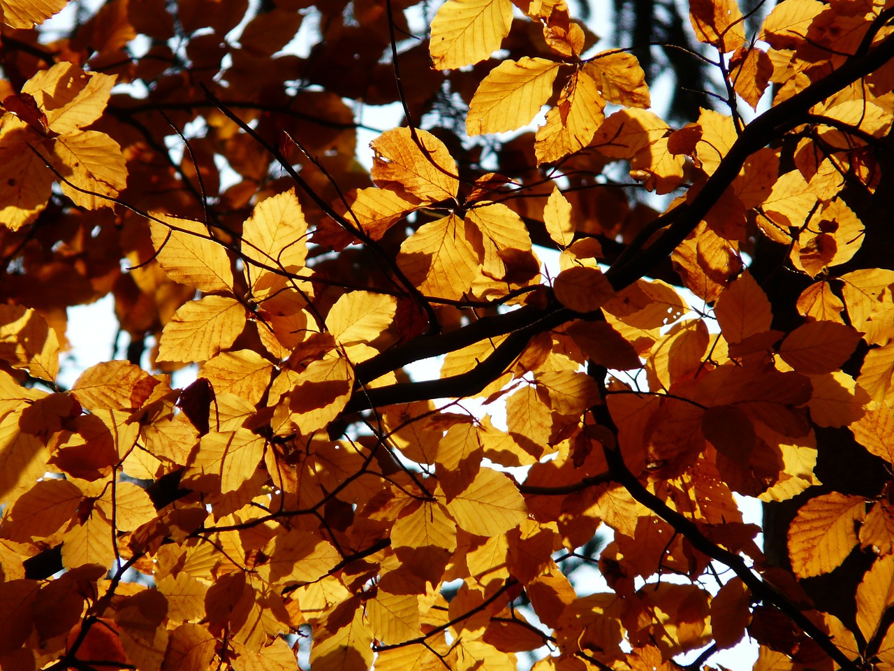 Bukas, Fagus Sylvatica, Fagus, Lapuočių Medis, Aukso Ruduo, Auksinis Spalio Mėn ., Ruduo, Spalio Mėn, Miškas, Lapai