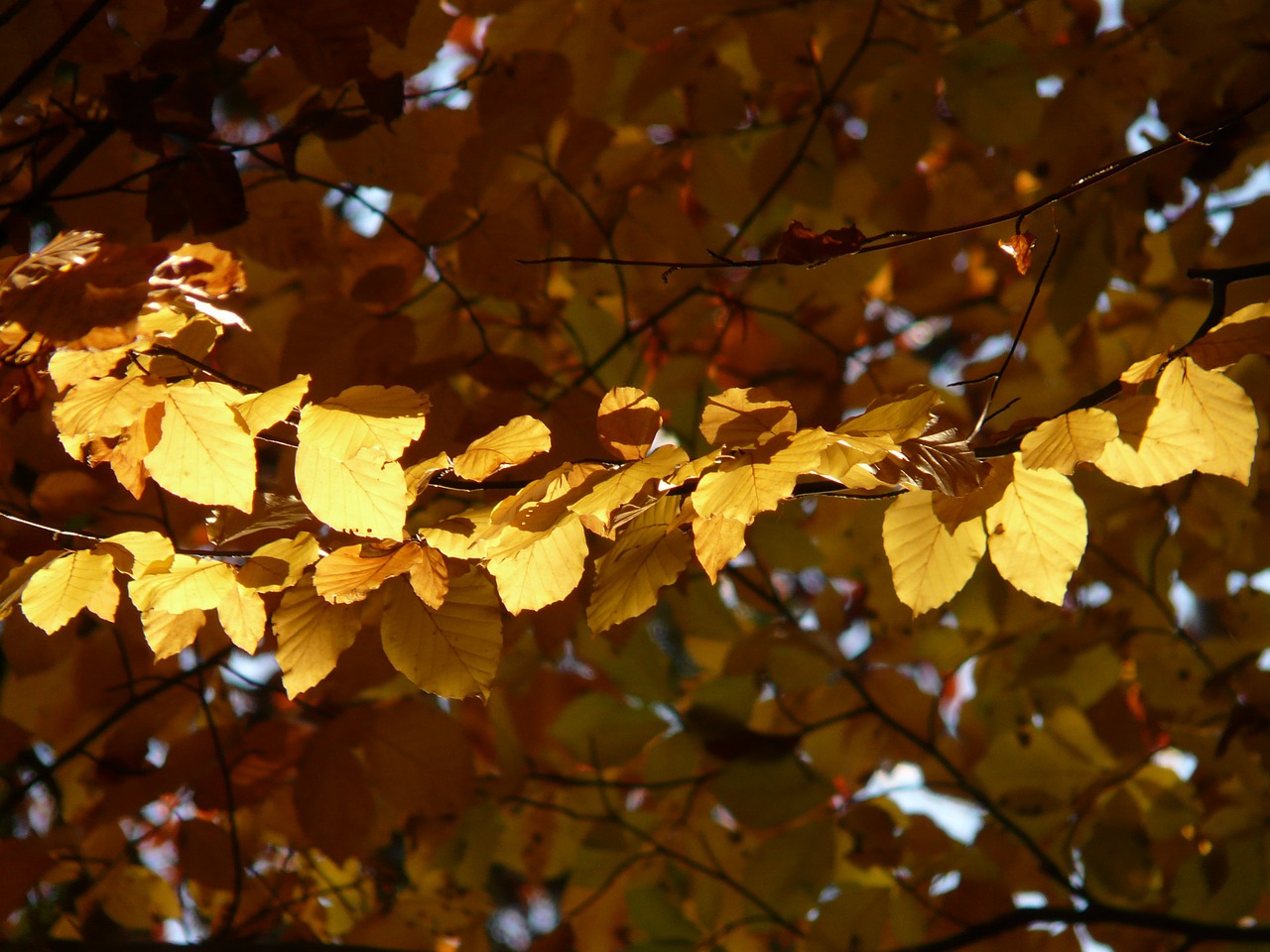 Bukas, Fagus Sylvatica, Fagus, Lapuočių Medis, Aukso Ruduo, Auksinis Spalio Mėn ., Ruduo, Spalio Mėn, Miškas, Lapai