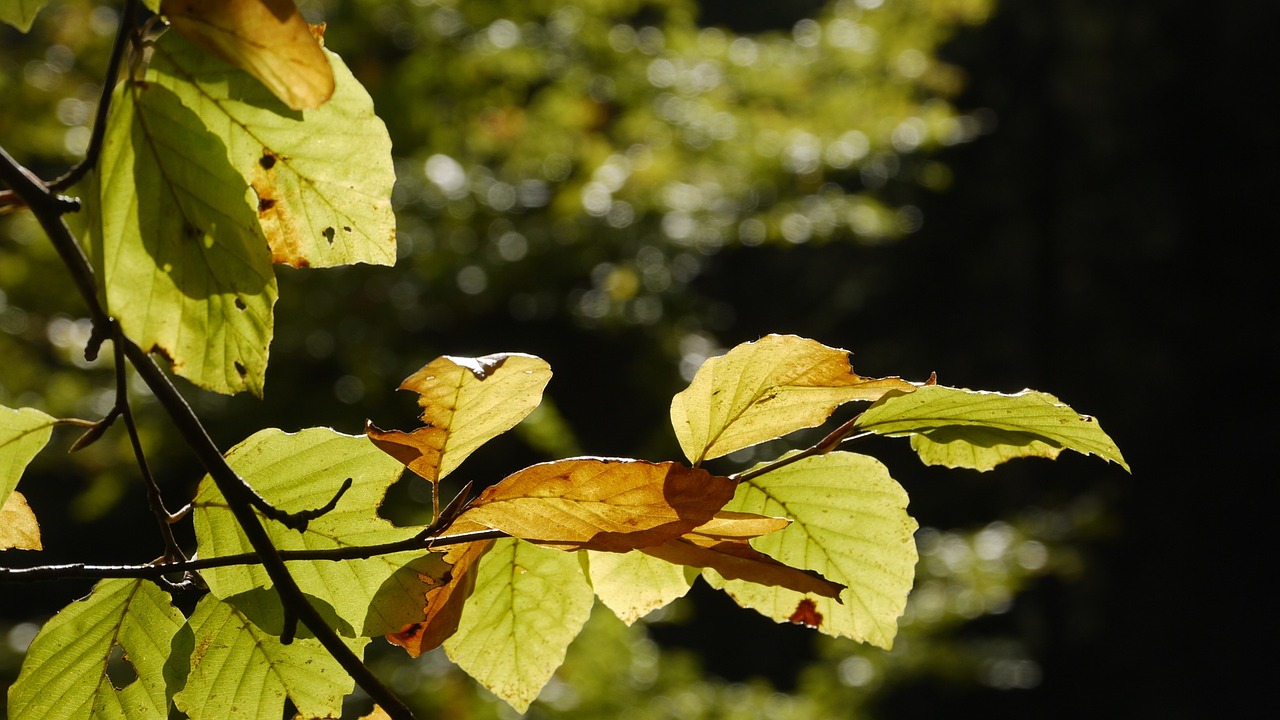 Bukas, Ruduo, Fagus Sylvatica, Lapai, Medžiai, Lapuočių Medis, Kritimo Lapija, Auksinis, Rausvai, Rudens Miškas