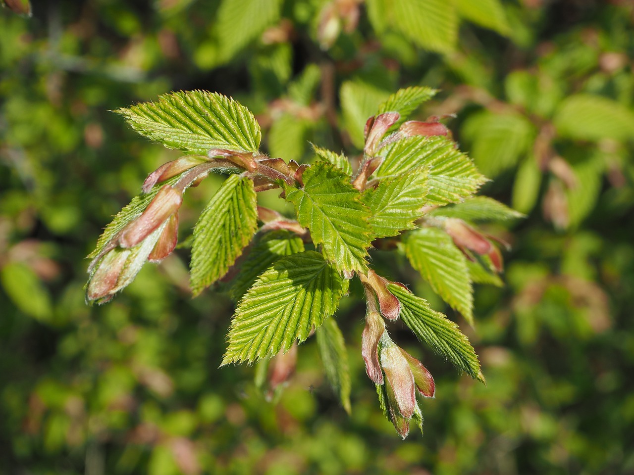 Bukas, Pavasaris, Saulėtas, Buko Lapai, Lapai, Žalias, Fagus Sylvatica, Fagus, Gamta, Švieži Lapai