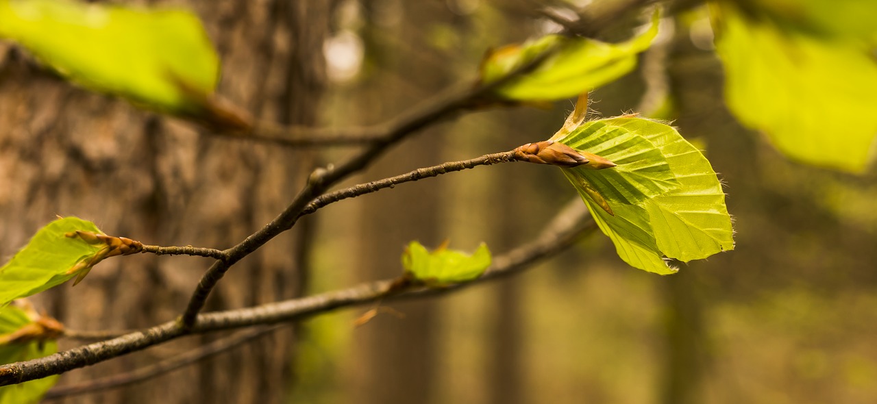 Buko,  Buko Lapų,  Atauga,  Ūgliai,  Pavasaris,  Gražus,  Šviežias,  Žalias,  Makro,  Bokeh