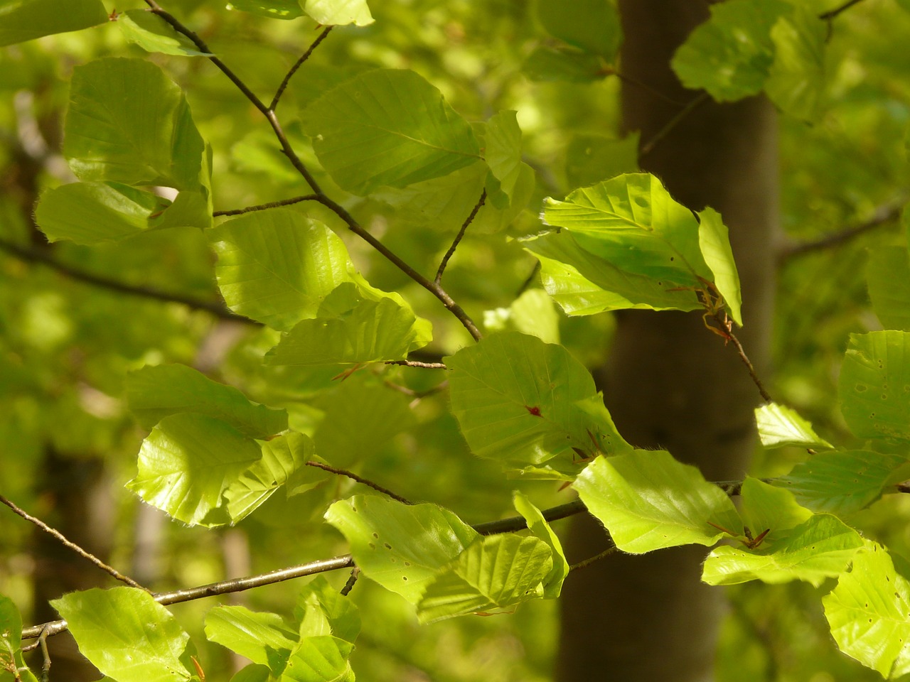 Bukas, Buko Lapai, Fagus Sylvatica, Filialas, Šviesa, Miškas, Medžiai, Augalas, Medis, Augimas