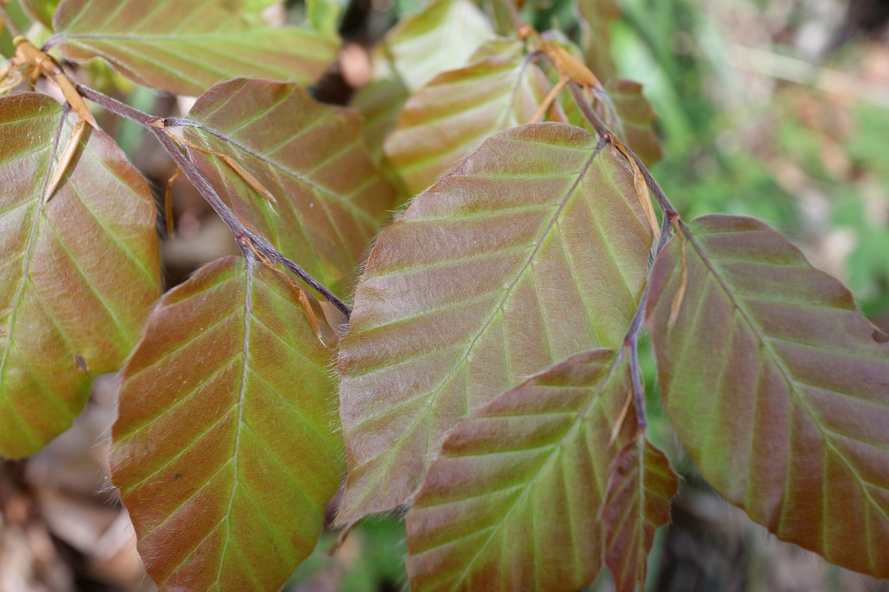 Bukas, Lapai, Pavasaris, Miškas, Gamta, Lapai, Augalas, Lapuočių Medis, Aplinka, Fagus Sylvatica