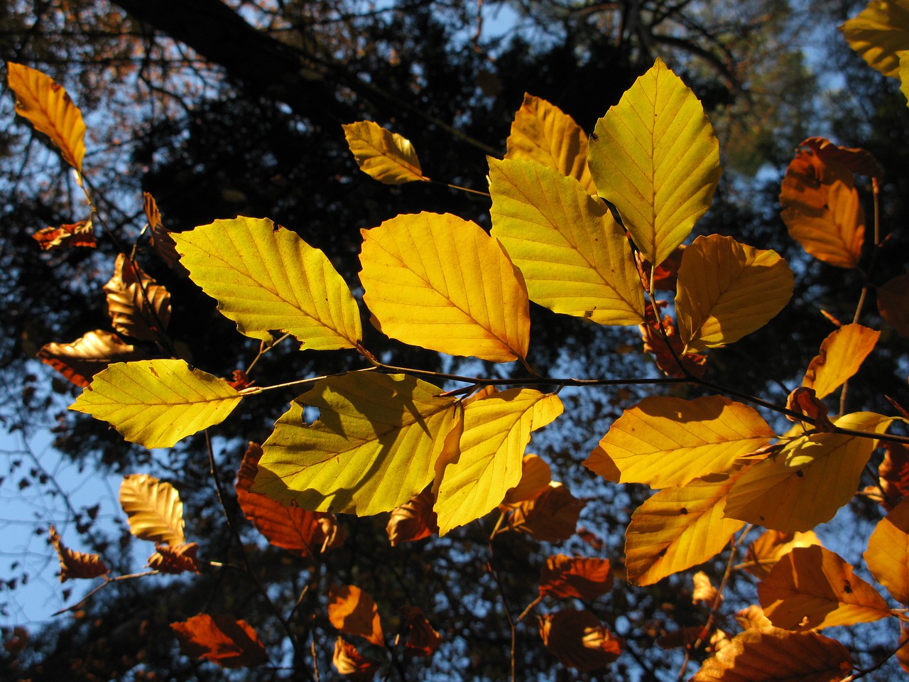 Buko Miškas, Fagus Sylvatica, Saulė, Lakštas, Gamta, Vaizdas, Spinduliai, Medžiai, Miškas, Ruduo