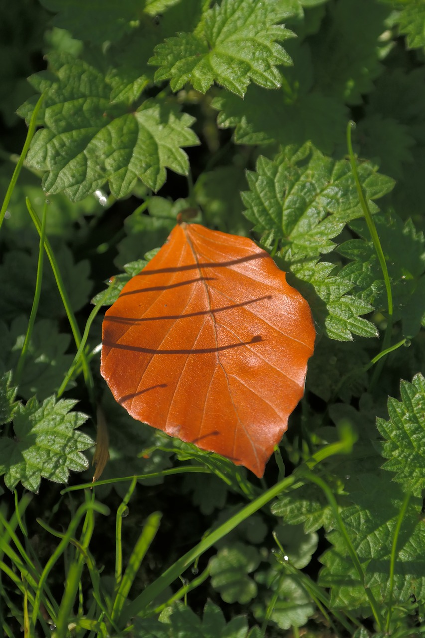 Buko Lapas, Kritimo Spalva, Ruda, Nudrus, Kritęs, Ruduo, Lapai, Žolė, Natiurmortas, Gamta