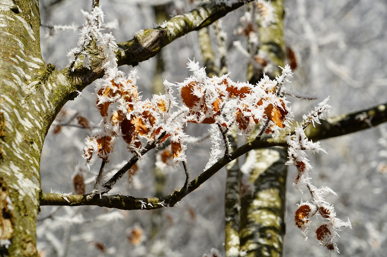 Buko Lapai, Eiskristalio, Kristalai, Žiema, Ledas, Sušaldyta, Auskaras, Šaltas, Miškas, Žiemos Miškas