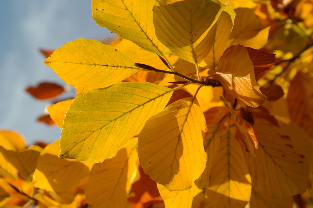 Buko Lapai, Kritimo Spalva, Geltona, Geltona Ruda, Auksinis, Ruduo, Bukas, Fagus Sylvatica, Lapuočių Medis, Fagus