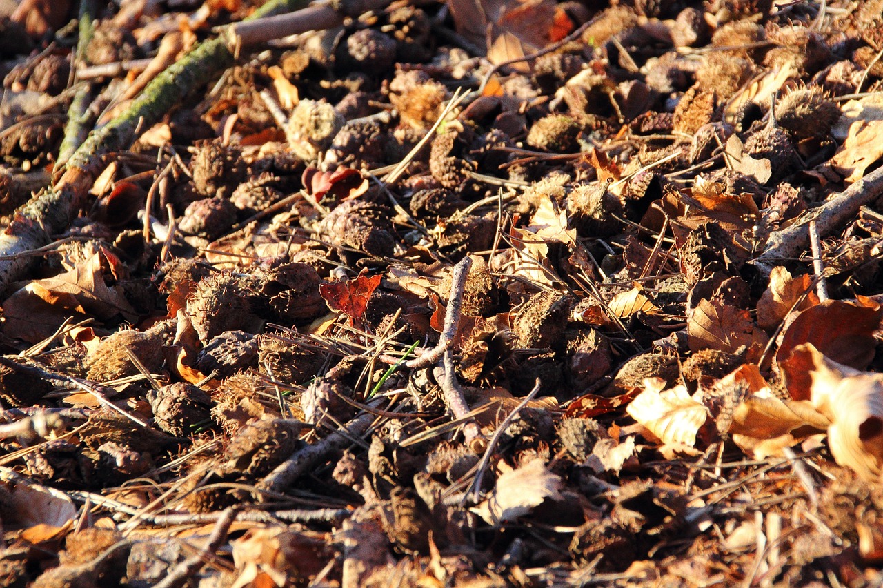 Buko Riešutai, Bukas, Miško Paklotė, Vaisiai, Vaisių Ankštimis, Beechnut, Vaisiai, Sėkla, Rankovėmis, Miškas