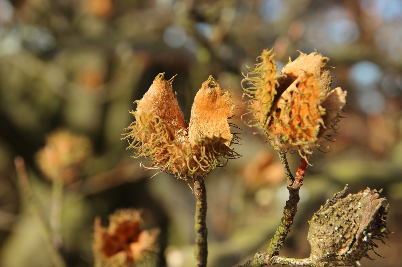 Buko Riešutai, Bukas, Vaisiai, Vaisių Ankštimis, Beechnut, Vaisiai, Sėkla, Rankovėmis, Nemokamos Nuotraukos,  Nemokama Licenzija