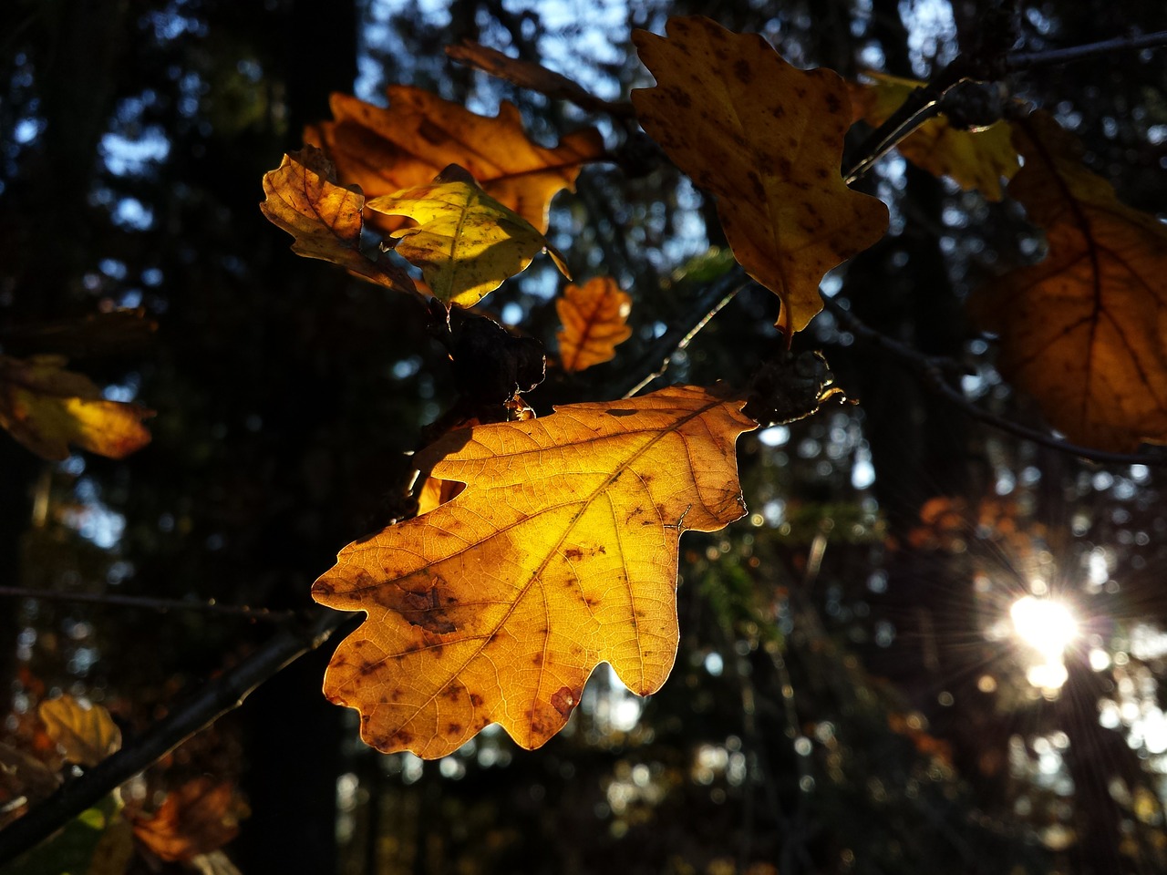 Buko Medis, Gamta, Miškas, Ruduo, Flora, Lapai, Lapai, Glooming, Apšvietimas, Saulės Šviesa