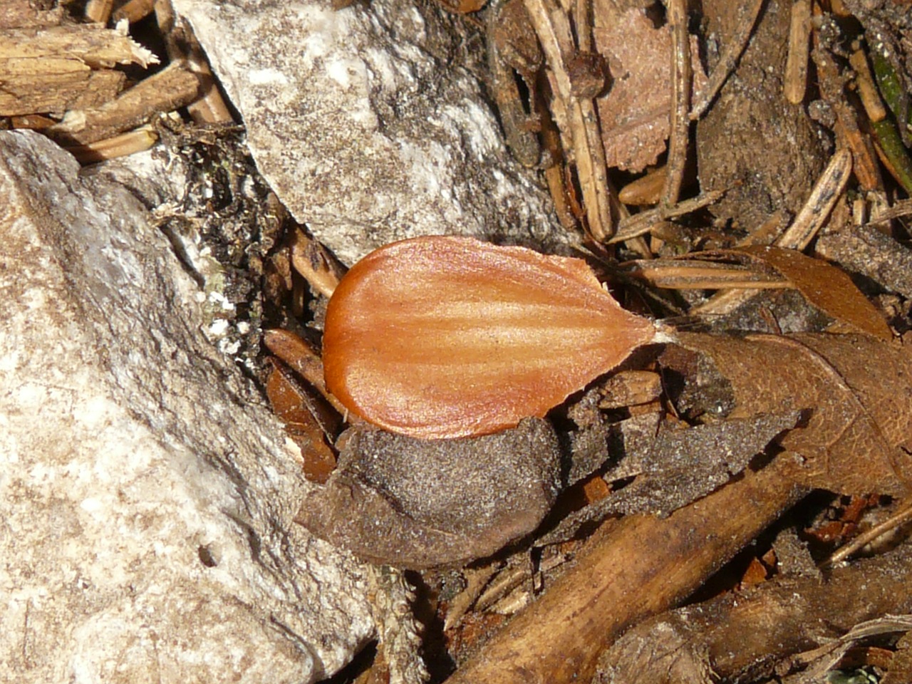 Beechnut, Vaisiai, Bukas, Fagus Sylvatica, Fagus, Miškas, Miško Paklotė, Nemokamos Nuotraukos,  Nemokama Licenzija