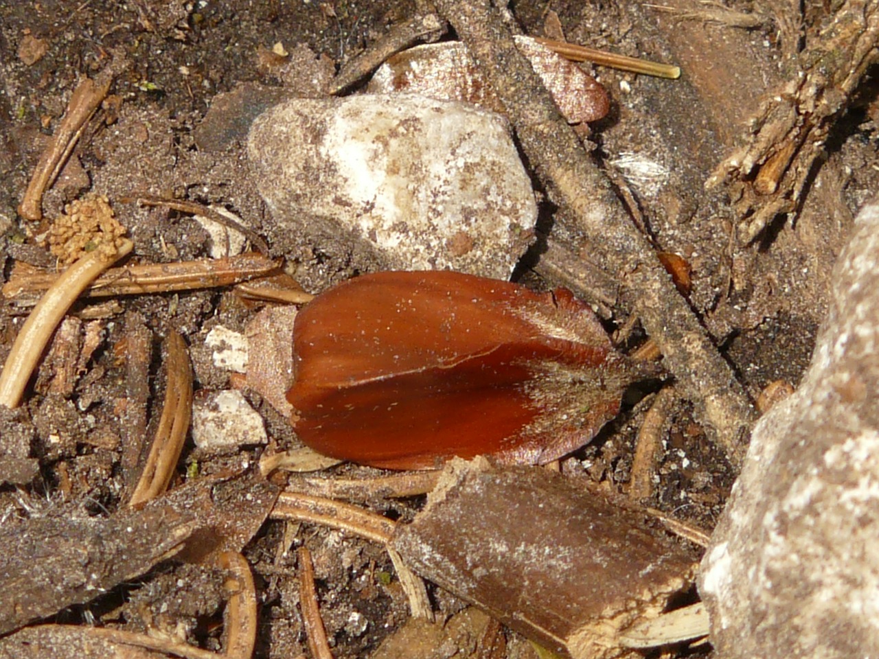 Beechnut, Vaisiai, Bukas, Fagus Sylvatica, Fagus, Miškas, Miško Paklotė, Nemokamos Nuotraukos,  Nemokama Licenzija