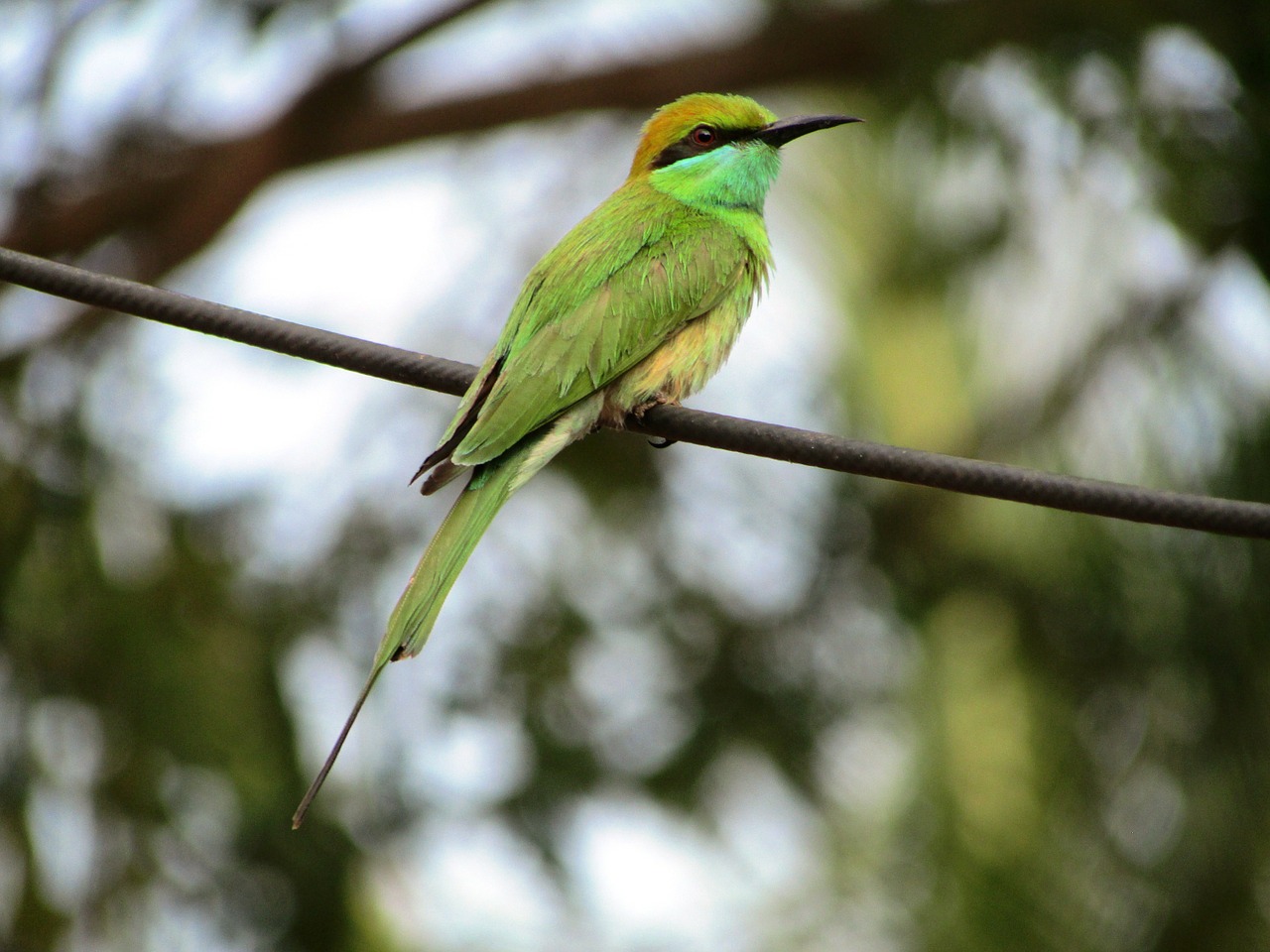 Beeeater, Mažas, Mažai, Žalias, Paukštis, Sustingęs, Perching, Kabelis, Aves, Paukštis