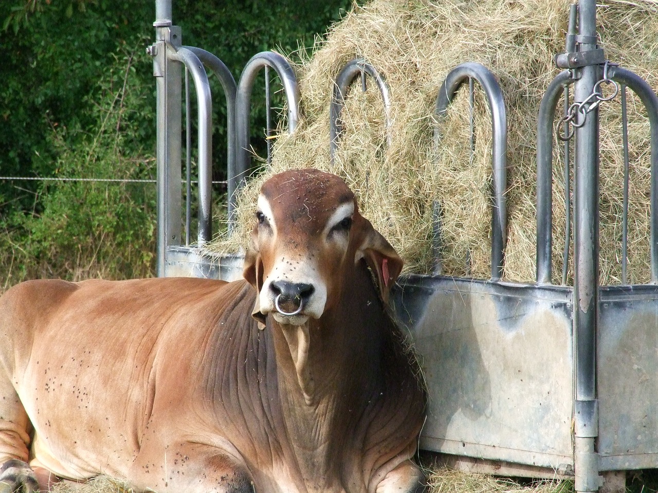 Indijos Oda, Brahma Oda, Bulius, Indijos Galvijai, Įvedimas, Mėsos Tiekėjas, Veisti Galvijus, Nemokamos Nuotraukos,  Nemokama Licenzija