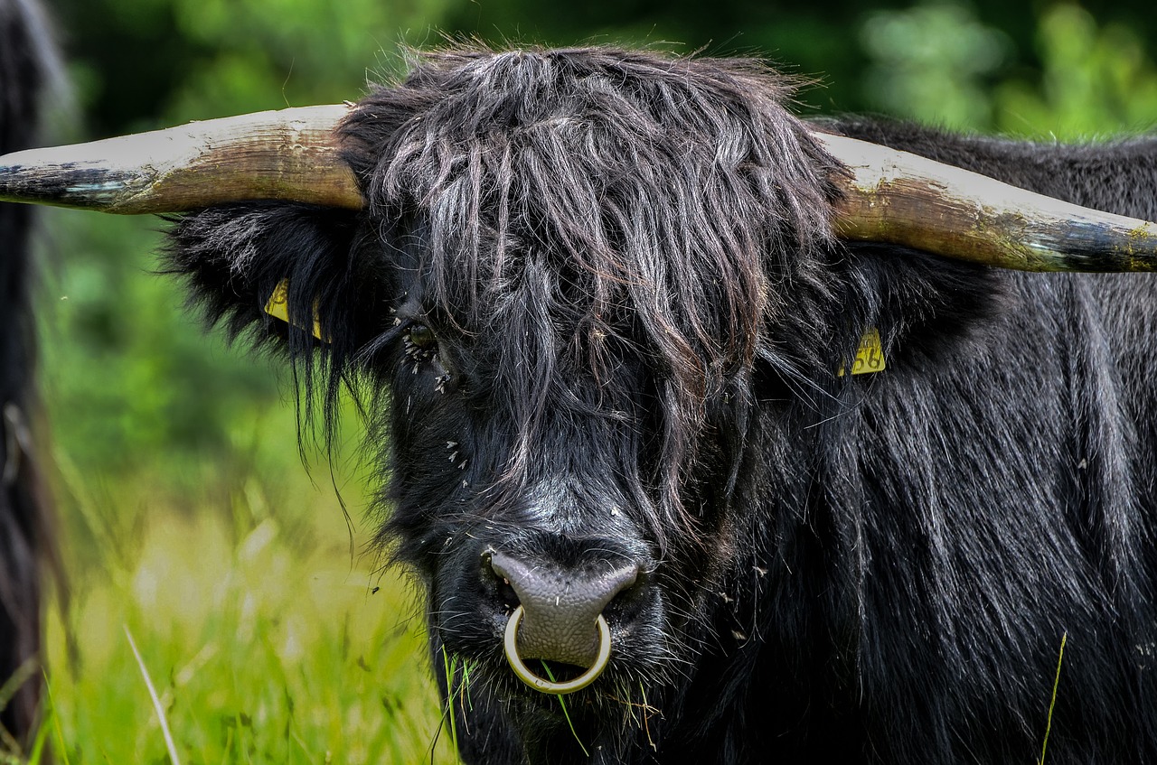 Jautiena, Ragai, Nosies Žiedas, Gyvūnas, Laukinės Gamtos Fotografija, Gyvūnų Portretas, Gamta, Nemokamos Nuotraukos,  Nemokama Licenzija