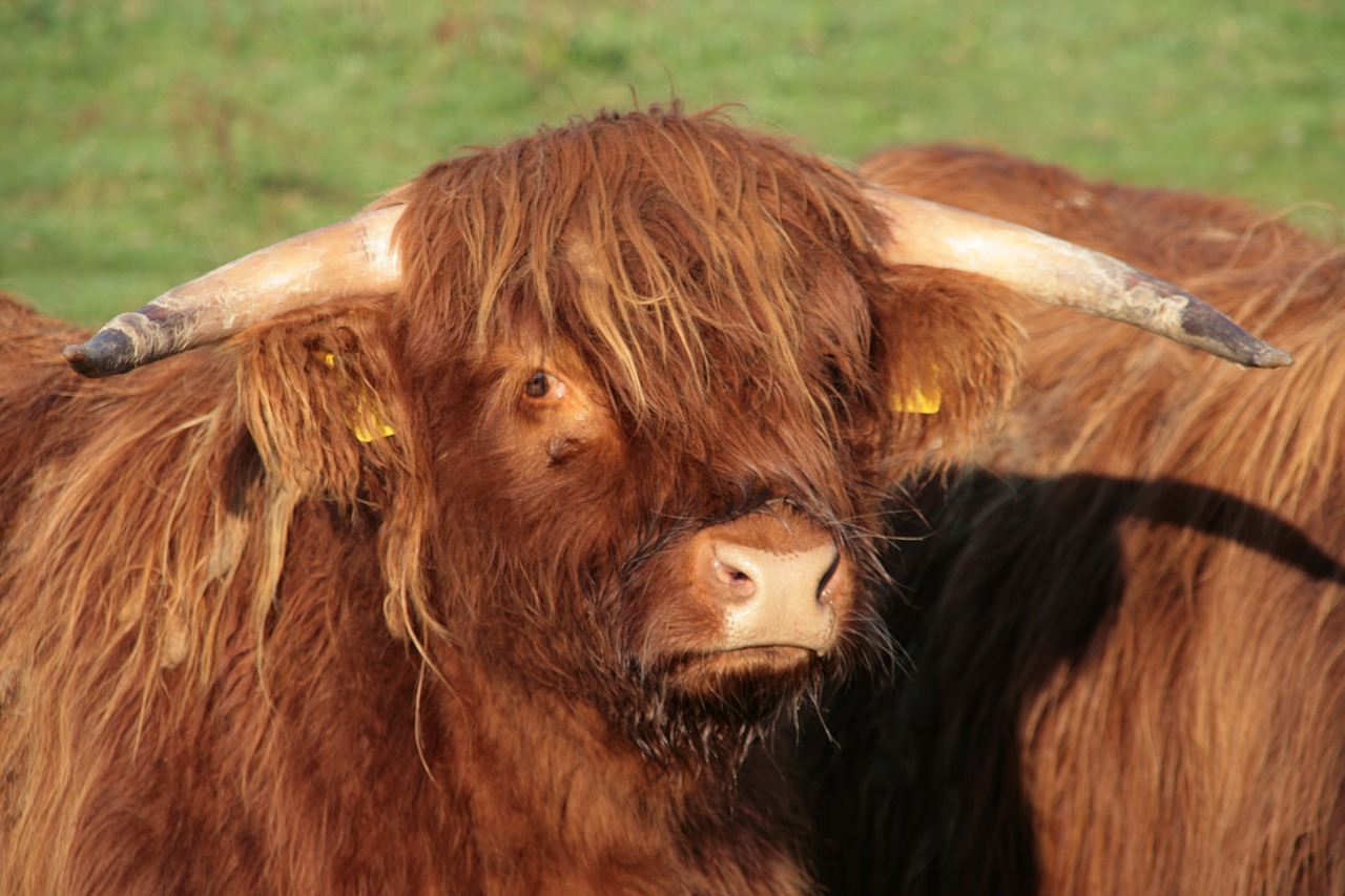 Jautiena, Ragai, Highland Beef, Marškiniai, Žemdirbystė, Laukinės Gamtos Fotografija, Škotiškas Hochlandrindas, Škotų, Gyvuliai, Ganykla