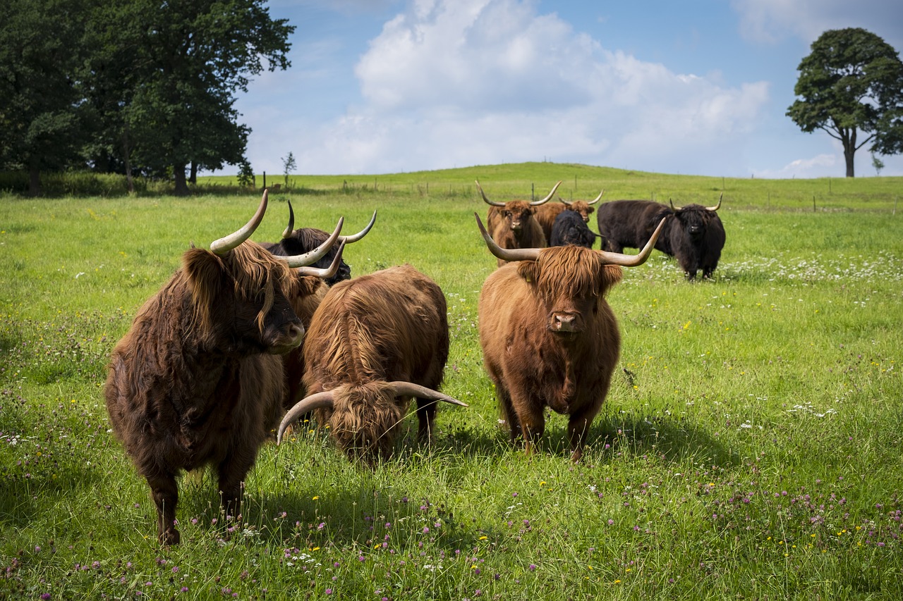 Jautiena, Karvė, Gyvūnas, Ganykla, Žemdirbystė, Highland, Highlands, Škotija, Highland Beef, Gyvuliai