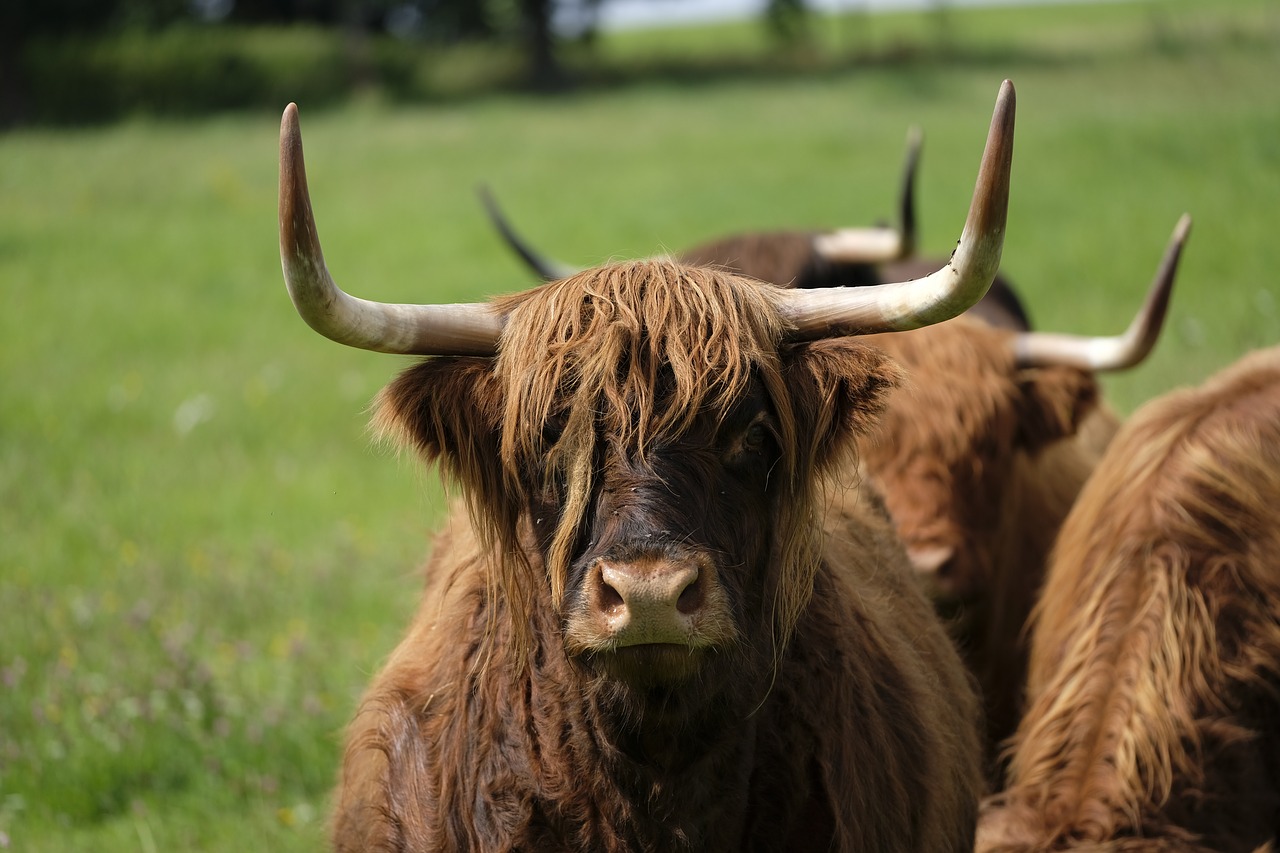 Jautiena, Karvė, Gyvūnas, Ganykla, Žemdirbystė, Highland, Highlands, Škotija, Highland Beef, Gyvuliai