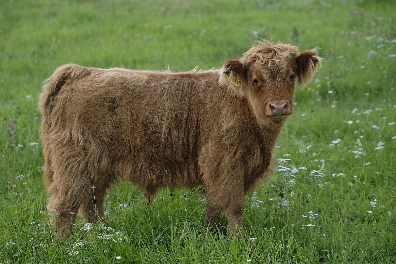 Jautiena, Veršelis, Karvė, Jaunas Gyvūnas, Kūdikis, Gyvūnas, Ganykla, Žemdirbystė, Highland, Highlands