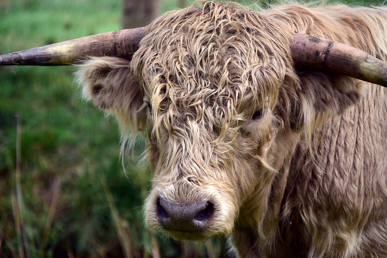 Jautiena, Highland Beef, Galoway, Bulius, Berniukas, Nemokamas Būstas, Marškiniai, Škotiškas Hochlandrindas, Ragai, Žemdirbystė