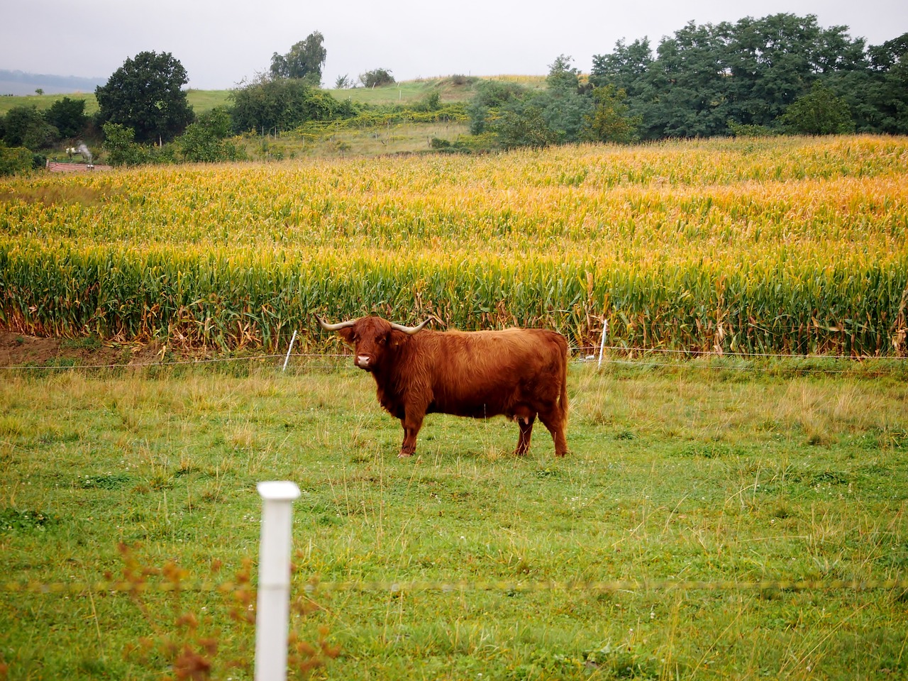 Jautiena, Highland Beef, Rudoji Jautiena, Gyvuliai, Karvė, Marškiniai, Škotiškas Hochlandrindas, Ragai, Ganykla, Nemokamai