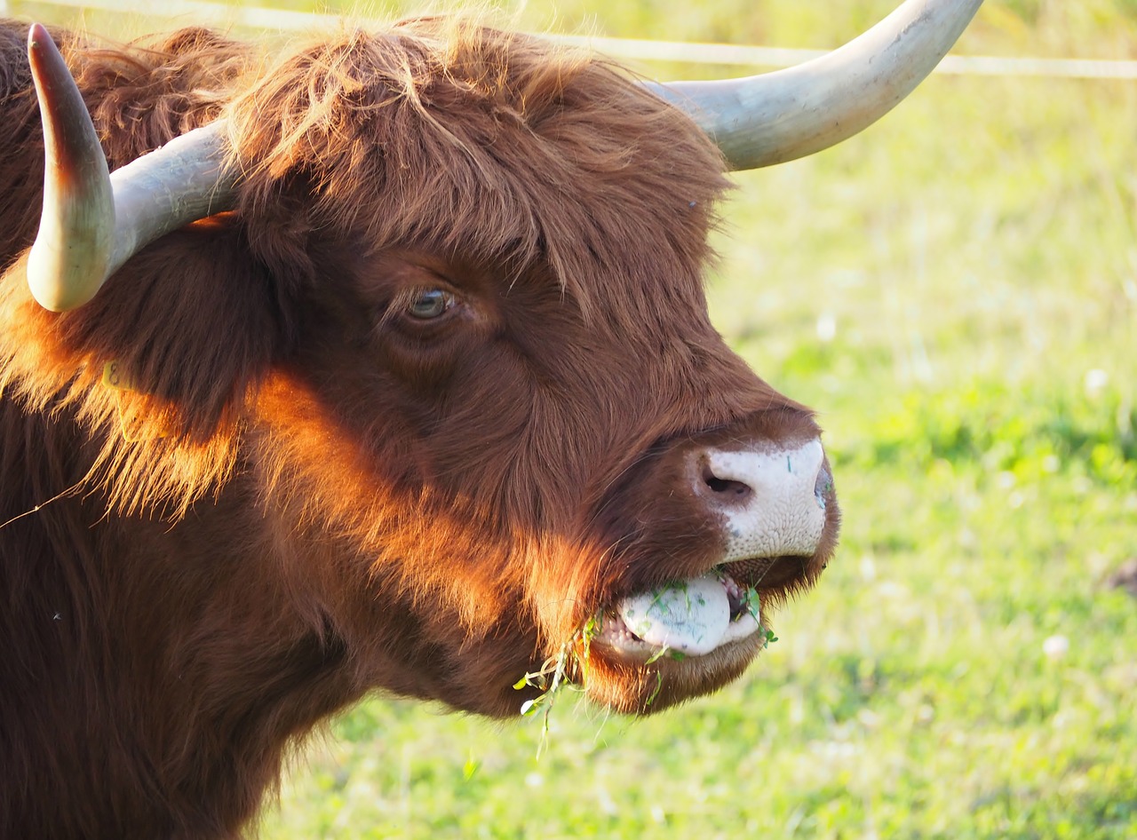 Jautiena, Highland Beef, Škotiškas Hochlandrindas, Marškiniai, Karvė, Ragai, Ganykla, Žemdirbystė, Galvijai, Nemokamai