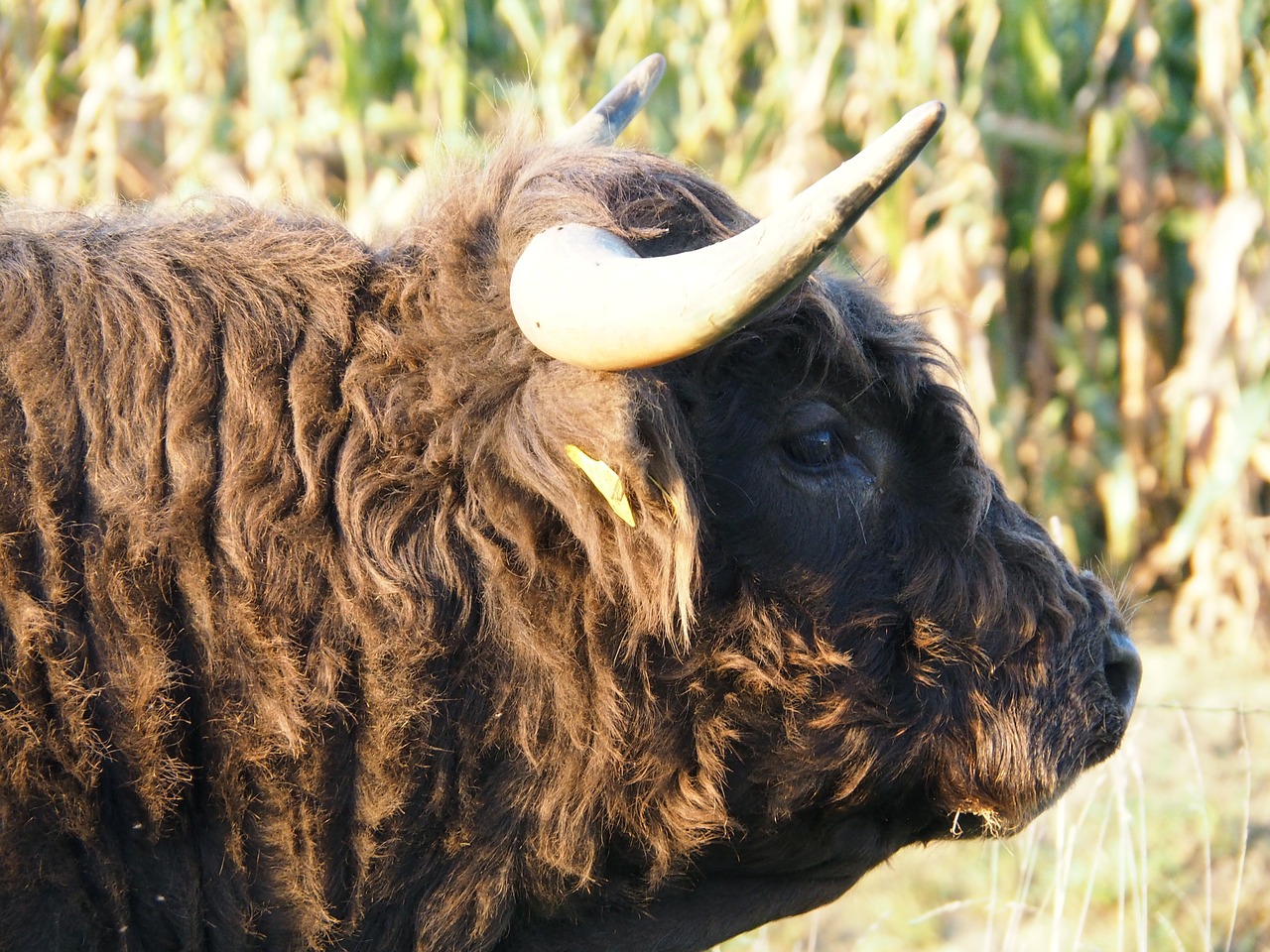 Jautiena, Karvė, Highland Beef, Ganykla, Vasara, Gyvūnas, Pieva, Alm, Ragai, Uždaryti