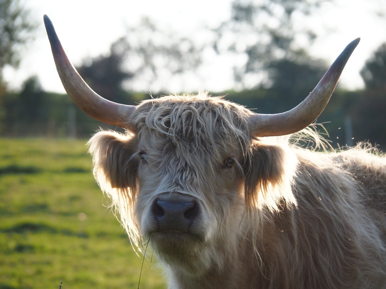 Jautiena, Karvė, Highland Beef, Ganykla, Vasara, Gyvūnas, Pieva, Alm, Ragai, Uždaryti