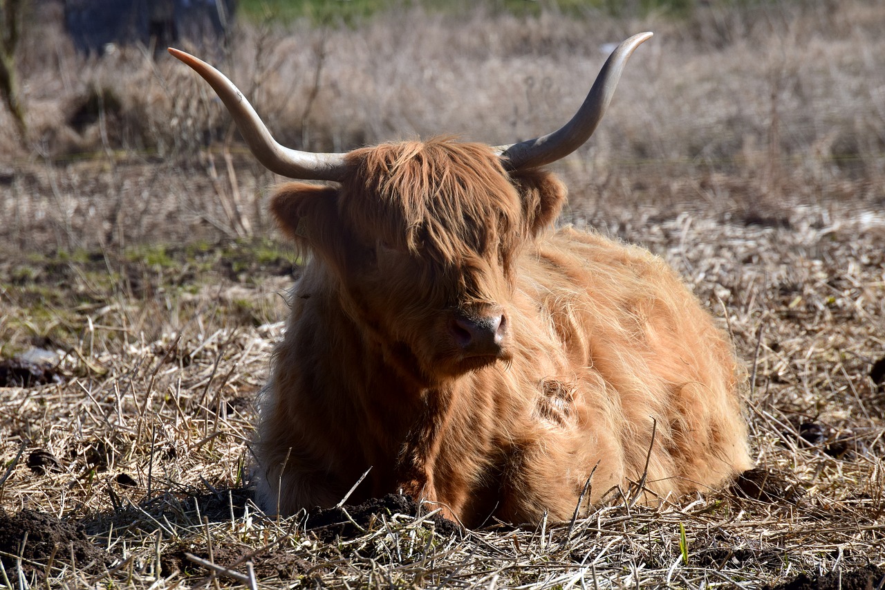 Jautiena,  Highland Beef,  Galoway,  Marškiniai,  Pertrauka,  Melas,  Atrajotojas,  Poilsis,  Atsipalaiduoti,  Ragai