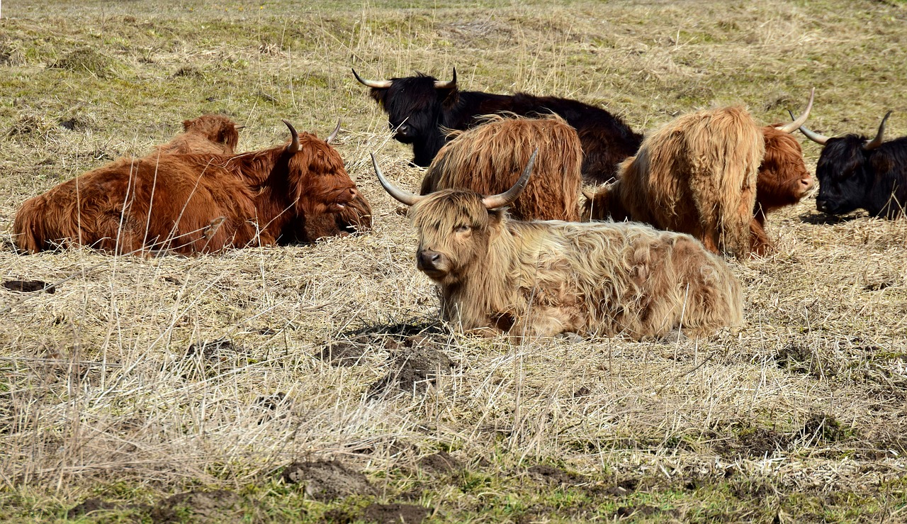 Jautiena,  Highland Beef,  Galoway,  Marškiniai,  Pertrauka,  Melas,  Atrajotojas,  Poilsis,  Atsipalaiduoti,  Ragai