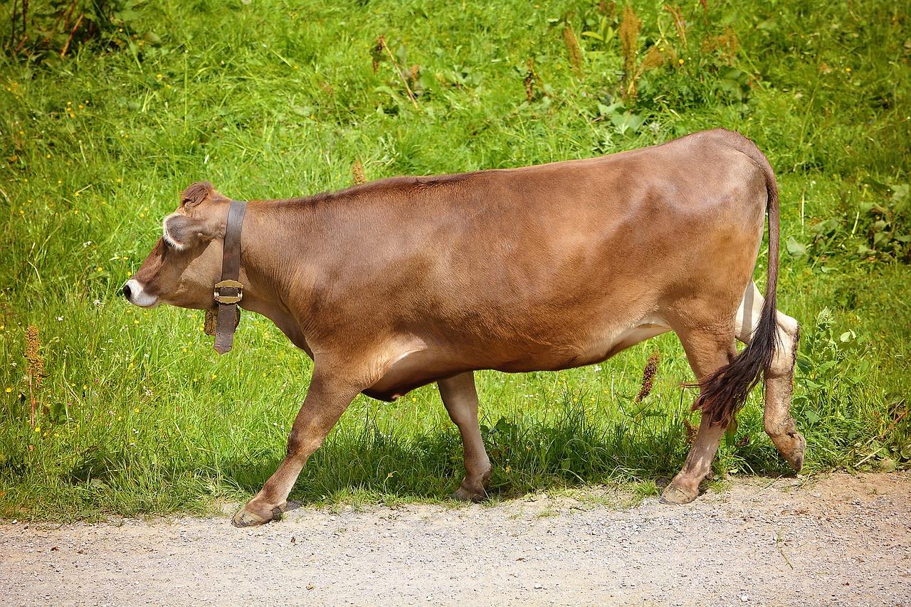 Jautiena, Karvė, Galvijai, Gyvūnas, Žinduolis, Ruda, Kaubojus, Žolė, Toli, Gamta