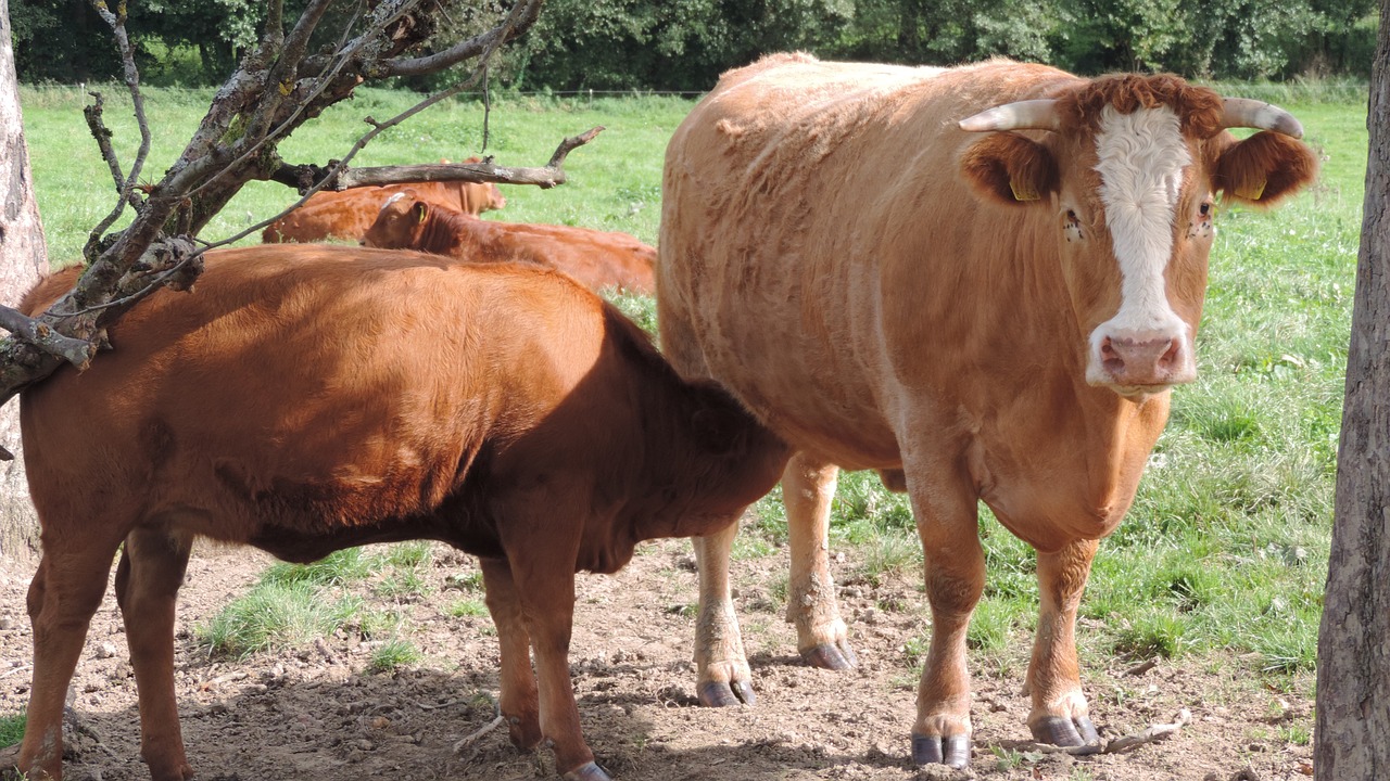 Jautiena, Karvė, Ganykla, Galvijai, Gamta, Žemdirbystė, Veršelis, Žindenė, Nemokamos Nuotraukos,  Nemokama Licenzija