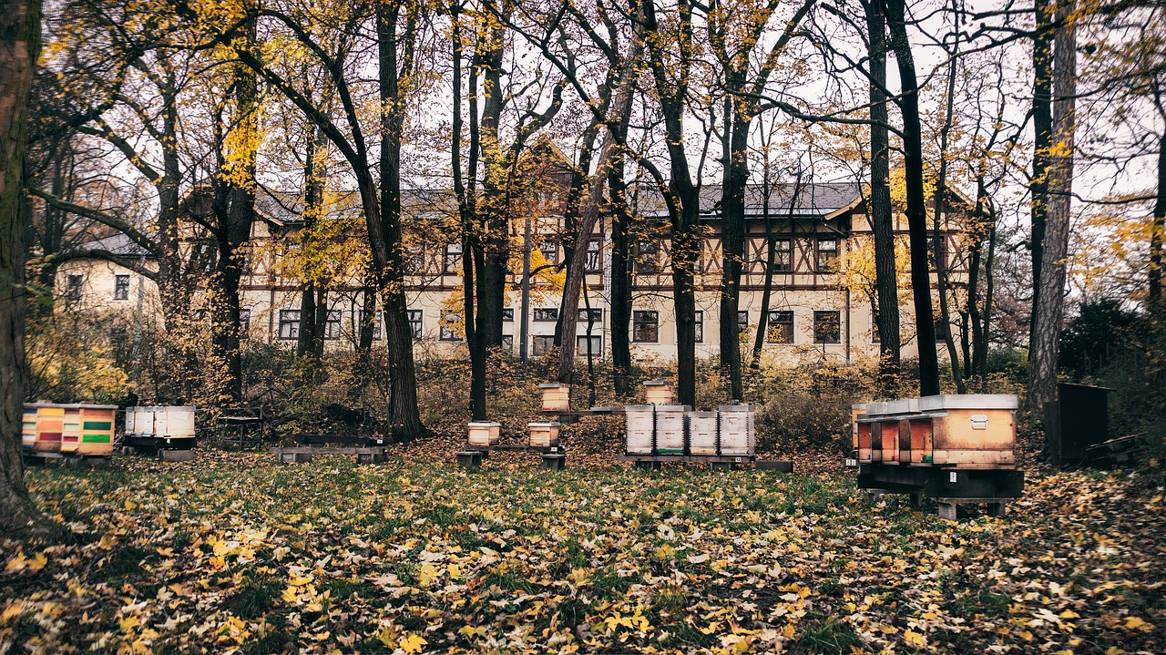 Avilys, Miškas, Ruduo, Laistymas, Kritimo Lapija, Medžiai, Gamta, Rudens Miškas, Nuotaika, Aukso Ruduo