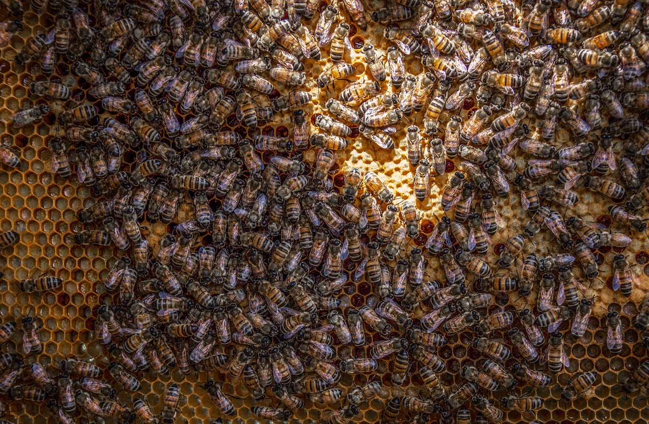 Avilys,  Bičių,  Korio Rupiniai,  Bitininkystė,  Vaškas,  Vabzdys,  Medaus Bitė,  Gamta,  Bitės,  Medus Bitės