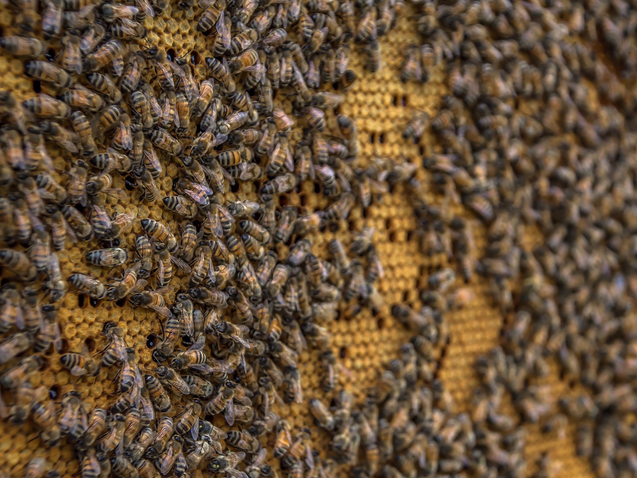 Avilys,  Bičių,  Korio Rupiniai,  Bitininkystė,  Vaškas,  Vabzdys,  Medaus Bitė,  Gamta,  Bitės,  Medus Bitės