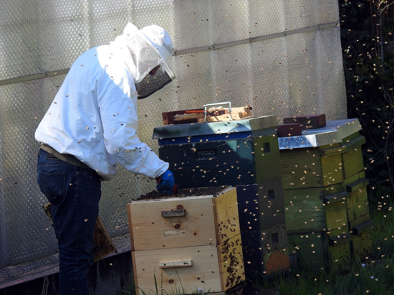 Bitininkas, Bitės, Bičių Aviliai, Bičių Laikymas, Medus Bitės, Vabzdys, Avilys, Bitininkystė, Swarm, Medaus Šukos