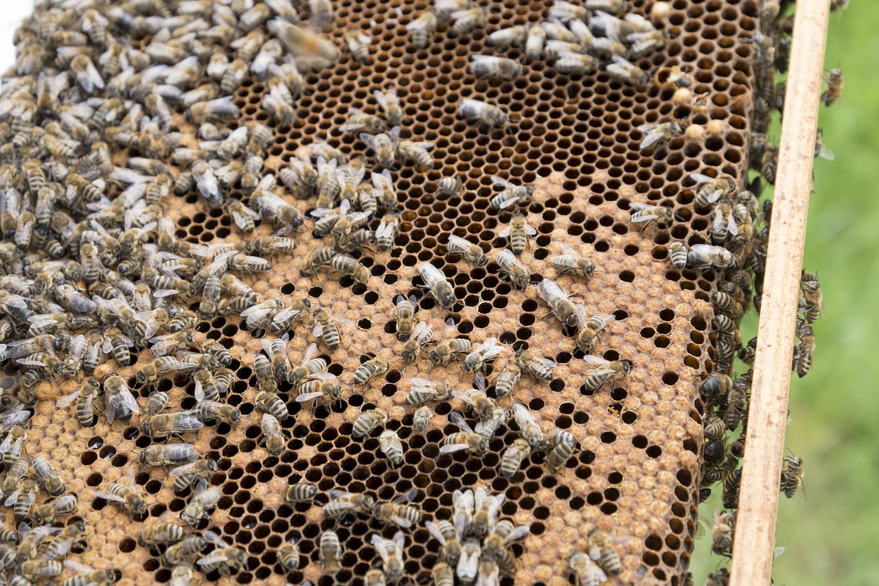 Bitininkas, Bitės, Avilys, Avilys, Bičių Veisimas, Bitininkystė, Grobis, Bičių Aviliai, Bičių Laikymas, Medus Bitės