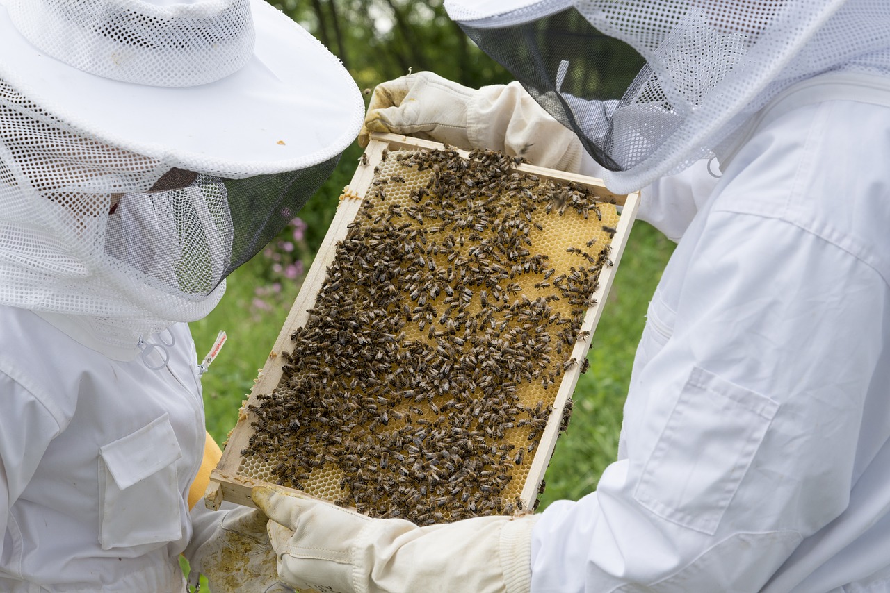 Bitininkas, Bitės, Avilys, Avilys, Bičių Veisimas, Bitininkystė, Grobis, Bičių Aviliai, Bičių Laikymas, Medus Bitės