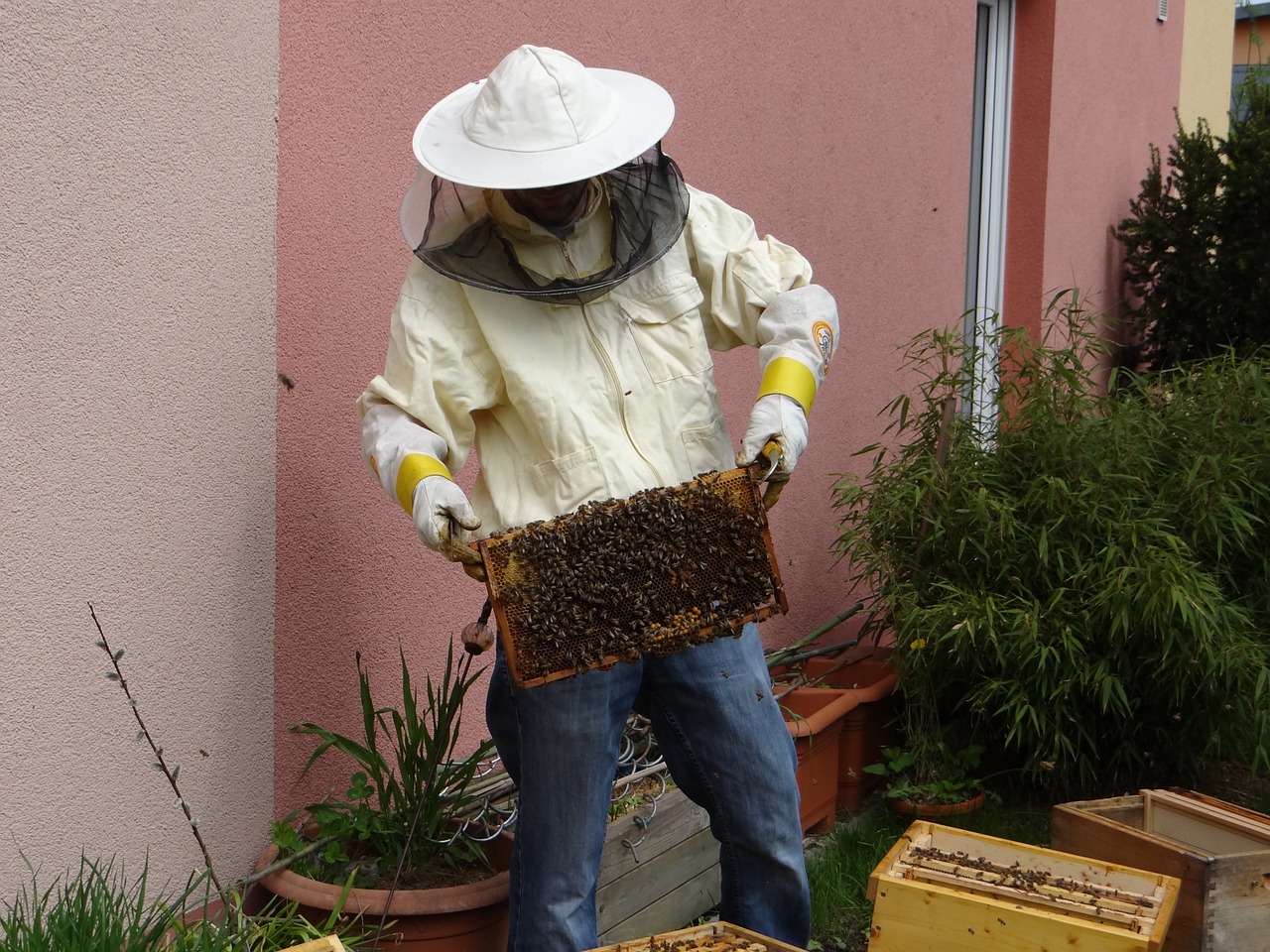 Bitininkas, Medus, Bitininkystė, Medus Bitės, Bitės, Maistas, Avilys, Medaus Puodą, Avilys, Saldus