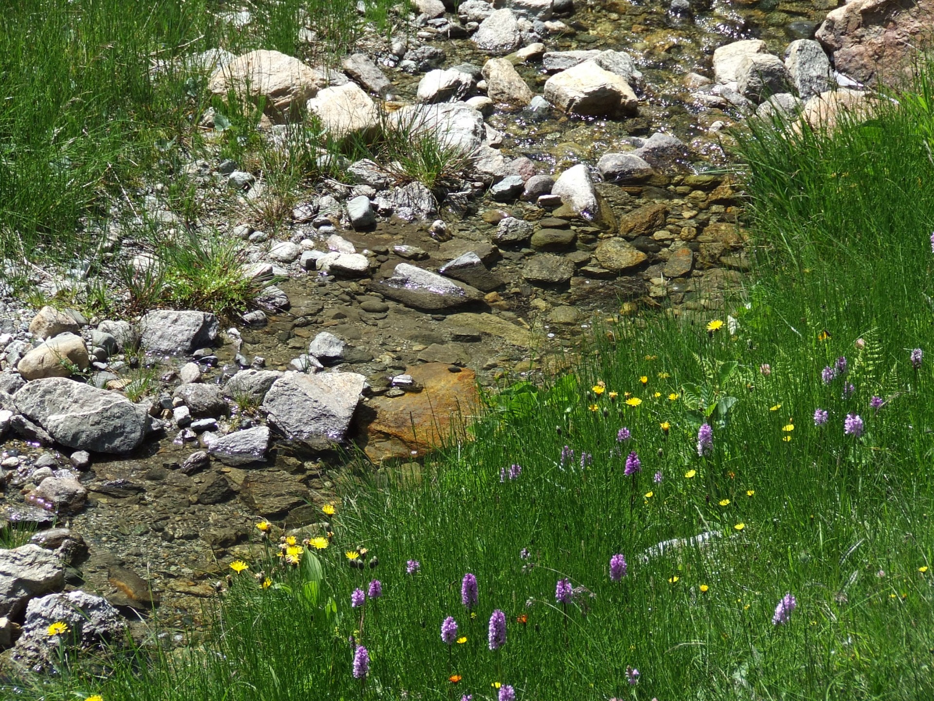 Srautas,  Akmenys,  Gėlės,  Gėlė,  Pieva,  Vanduo,  Srautas Pievoje, Nemokamos Nuotraukos,  Nemokama Licenzija