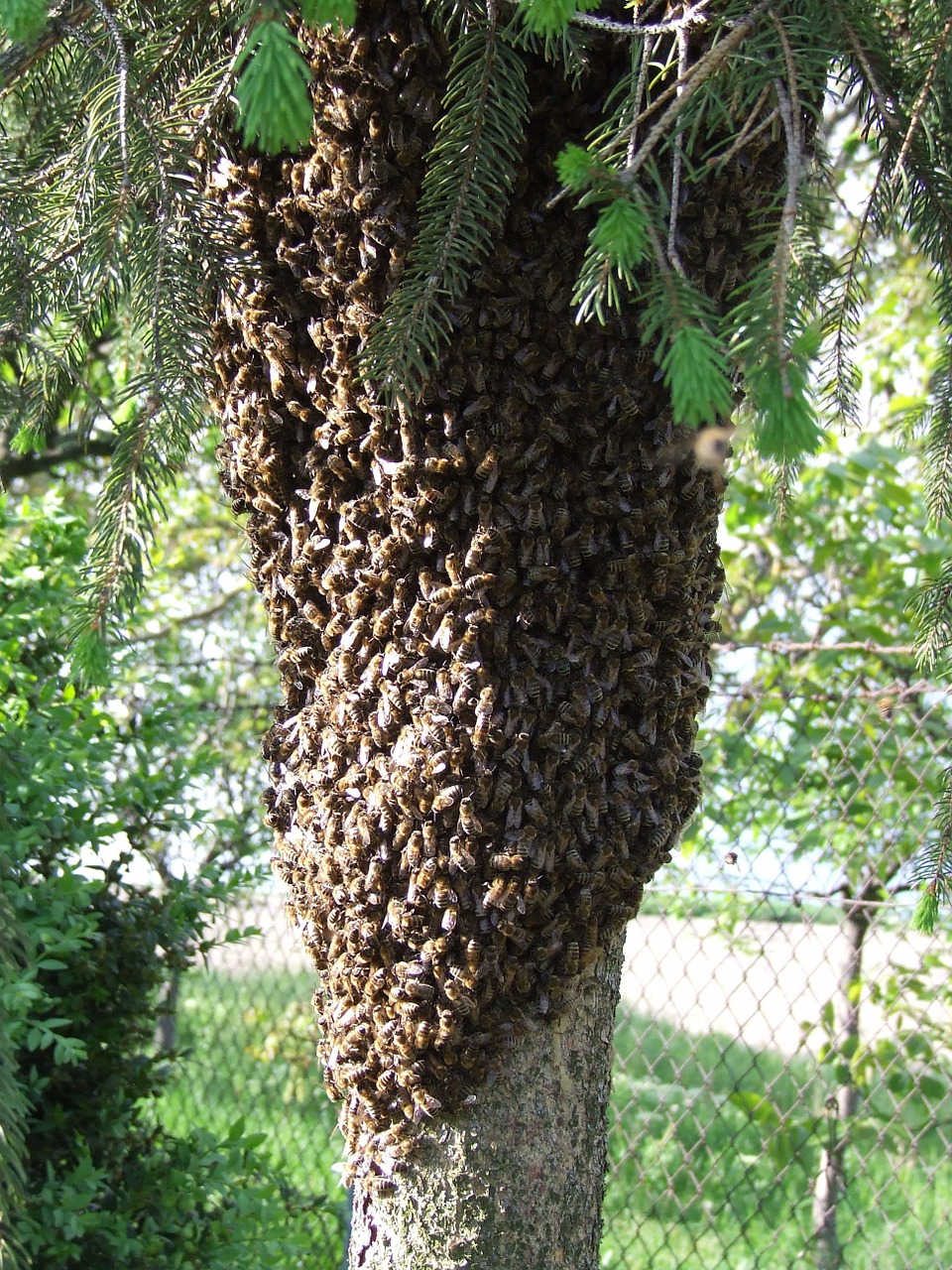 Bitės, Vabzdžiai, Swarm, Nemokamos Nuotraukos,  Nemokama Licenzija