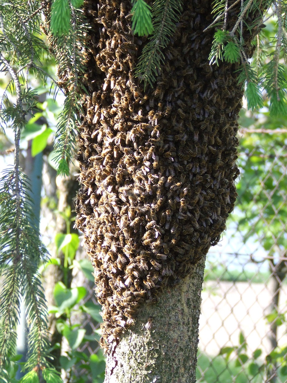 Bitės, Vabzdžiai, Swarm, Nemokamos Nuotraukos,  Nemokama Licenzija