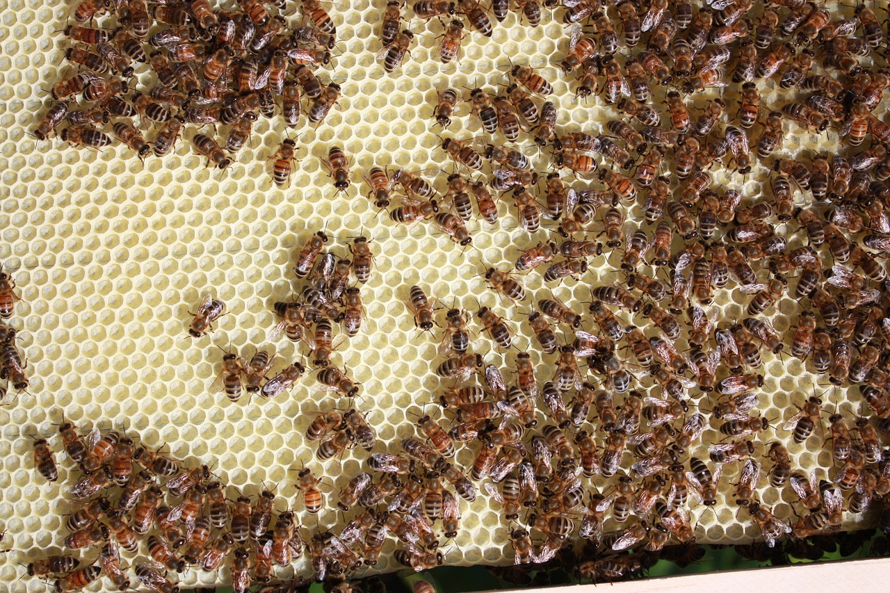 Bitės, Bitininkystė, Medus, Nemokamos Nuotraukos,  Nemokama Licenzija