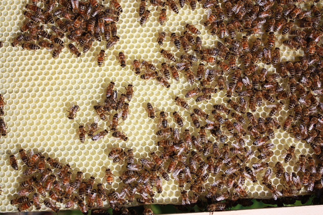 Bitės, Bitininkystė, Medus, Bitininkas, Nemokamos Nuotraukos,  Nemokama Licenzija