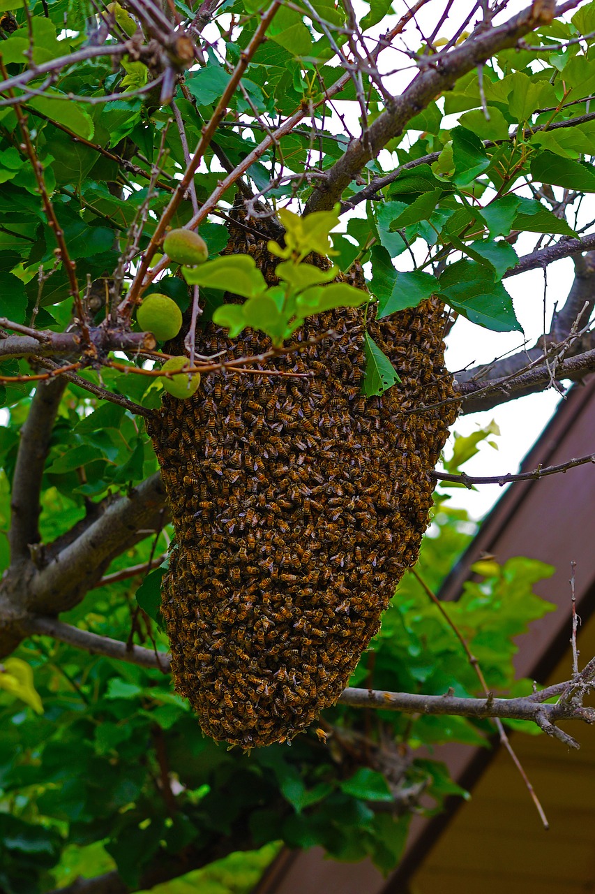 Bitės, Medus Bitės, Judantis Avinas, Kolonija, Persikelia, Nemokamos Nuotraukos,  Nemokama Licenzija