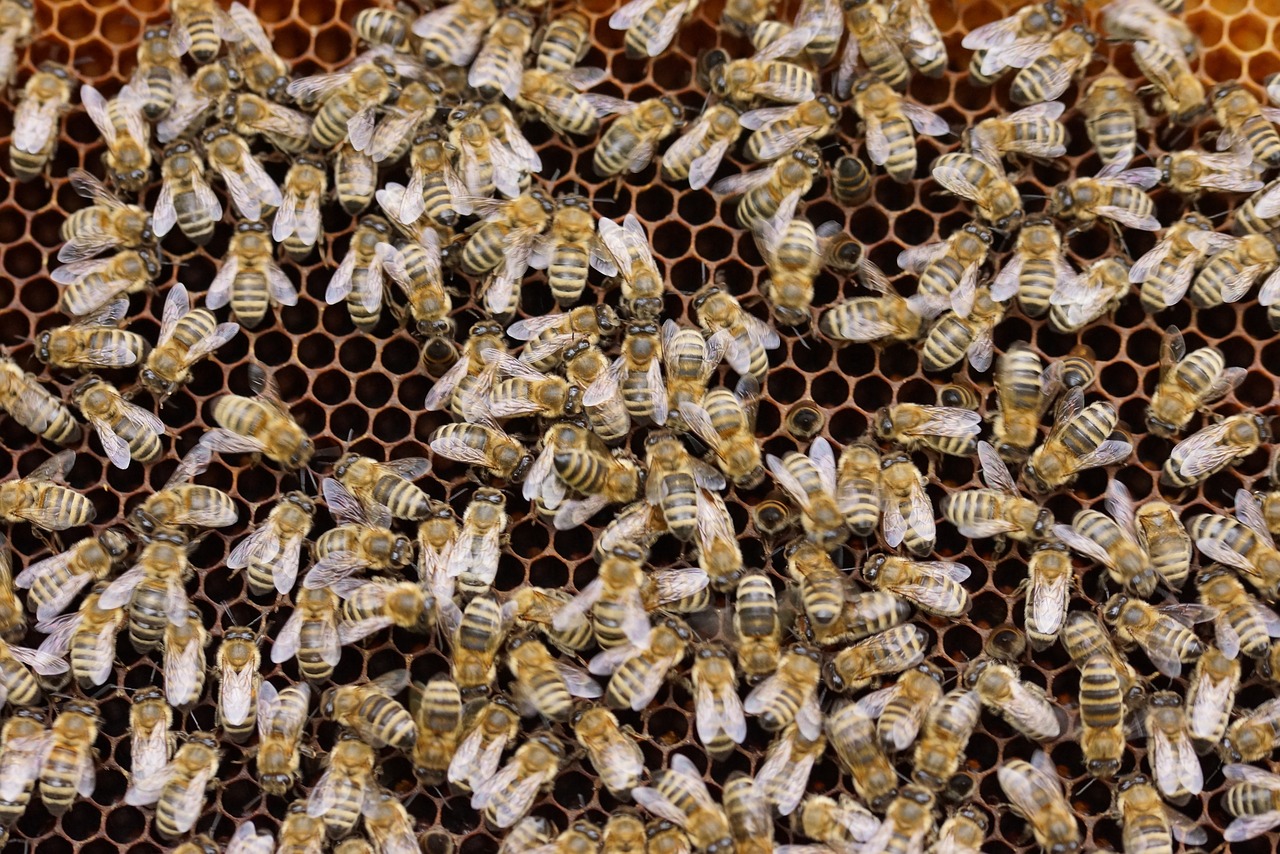 Bitės, Šukos, Vabzdys, Avilys, Gamta, Medus, Bitininkas, Avilys, Korio Struktūra, Medaus Bitė