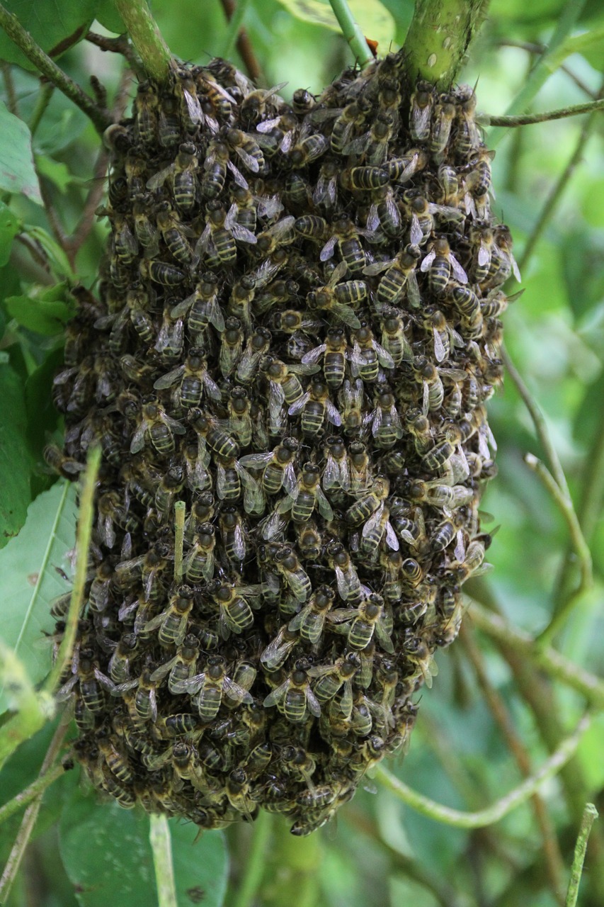Bitės, Bičių Bukas, Apdulkintojas, Medus, Medaus Bitė, Nemokamos Nuotraukos,  Nemokama Licenzija